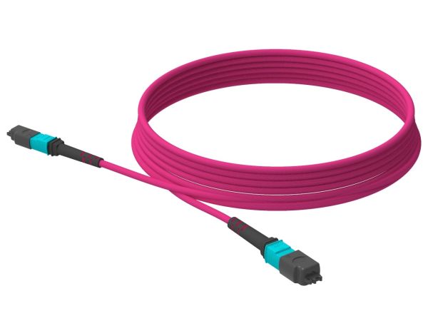 5m (16ft) MTP®-12 (Female) to MTP®-12 (Female) OM4 Multimode Elite Trunk Cable (Color-coded), 12 Fibers, Type A, Plenum (OFNP), Magenta